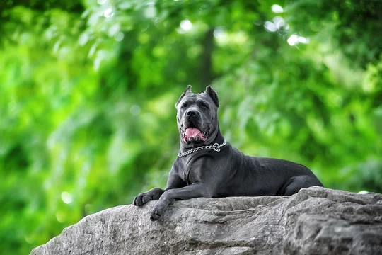 purebred Italian cane Corso blue color majestically rests on a