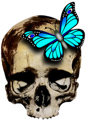 skull with blue butterfly