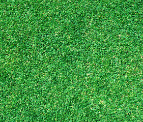 Fototapeta premium grass