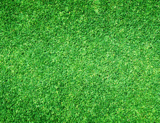 Fototapeta premium grass