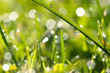 macro green grass with dew drops in sunlight on a spring meadow