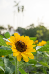 close up beautiful sun flower