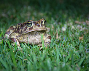 An endangered Western Leopard Toad waits on the grass for a female 