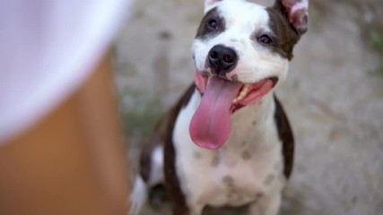 Dog staff on the walk in the forest at sunset