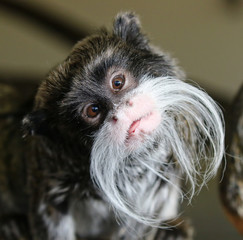 Emperor Tamarin Monkey