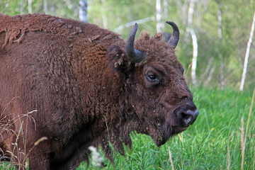 Bison
