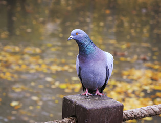 beautiful proud bird dove standing on a Park bench in autumn