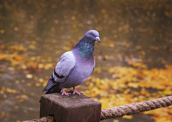 beautiful proud bird dove standing on a Park bench in autumn