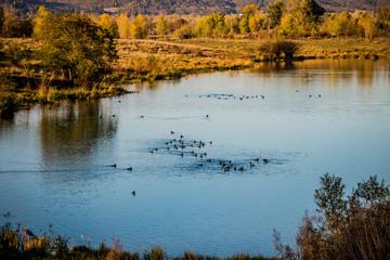 Dans le Grand Parc de Miribel Jonage à l'automne