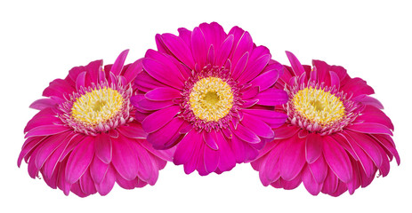 Gerbera flowers isolated on white