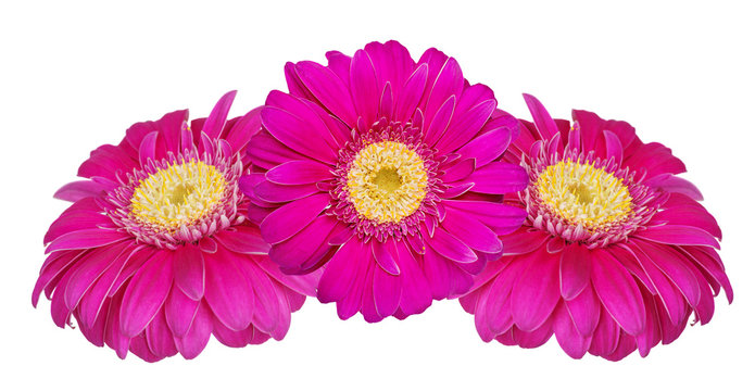 Fototapeta Gerbera flowers isolated on white