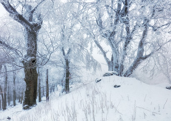 Frost tree in winter mountain