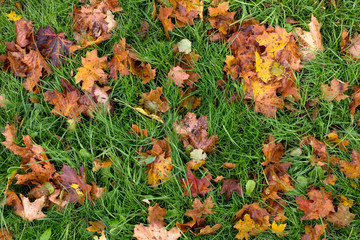 Autumn leaves on the green grass