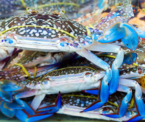 blue claw crab market