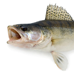 Ravenous monster fish isolated