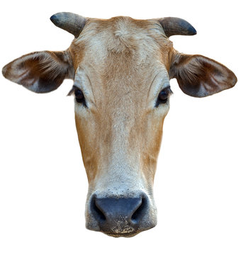portrait cow  isolated