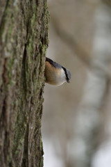 Eurasian nuthatch, wood nuthatch on tree