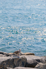 Fototapeta premium 地中海と水鳥