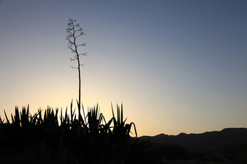 puesta de sol en el desierto de almería IMG_8918-f17 - obrazy, fototapety, plakaty