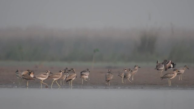 Great stone-curlew