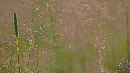 Prairie d'alpage de fleurs sauvages et herbes folles en montagne savoyarde de France.