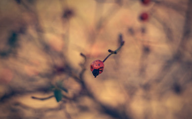 Closeup photo of rosehip