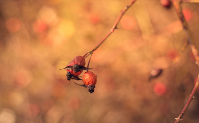 Closeup photo of rosehip