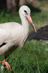 cute fluffy young stork looking at the camera