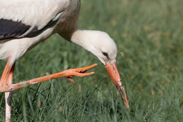 young grooming stork surrounded by grass
