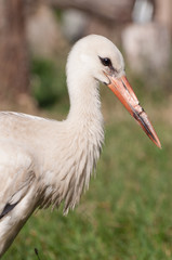 fluffy young stork portrait