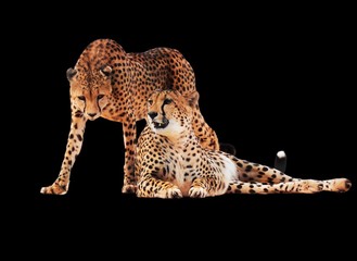 Cheetah spotted couple isolated at black © Sergii Mironenko