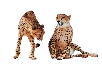 Cheetah spotted couple isolated at white
