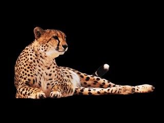 Cheetah spotted isolated at black © Sergii Mironenko