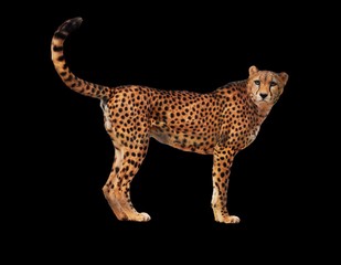 Cheetah spotted isolated at black © Sergii Mironenko