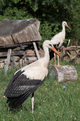 two storks surrounded by grass in a park