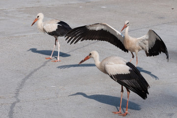 three young storks on the road