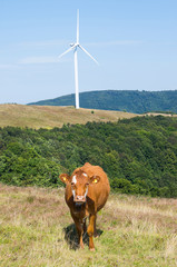 Livestock farming in the mountains. Wind turbine, alternative energy.