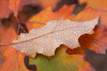 Fototapeta na wymiar Droplets of dew on an autumn leaf