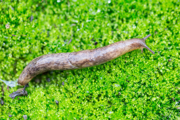 Snail on green moss