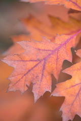 Fototapeta premium Oak leaves in autumn