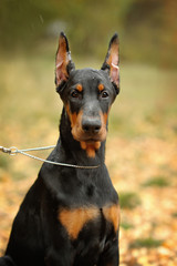 Closeup portrait of a black Doberman Pinscher with cropped ears in the Park with a chain on the neck. Funny puppy