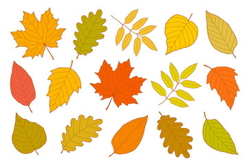 Fototapeta premium hand drawn set of isolated autumn leaves