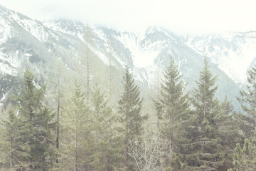Fototapeta premium mountain panorama with forest and snowy peaks