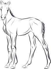 Sketch of the new born foal.