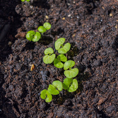 Fresh green seedlings in soil close up, small coleus sprouts from seeds