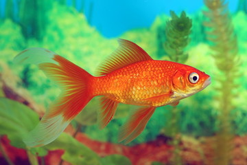 Fototapeta premium Goldfish red Comet closeup on the background of algae