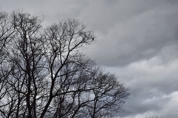 The naked trees shadow in the dark sky
