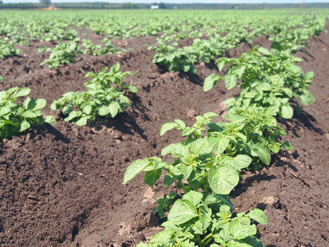 Pototo Plants Growing In The Field