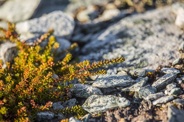 Wild berries growing on a mountain hillside in autumn in Norway. Tasty food for bears.