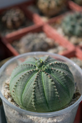 Female plant of Euphorbia obesa with seedpod ripening on the top, round succulent plant from South Africa growing on window sill in cacti collection as indoor plant